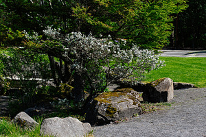 Tranquil outdoor scene with tree, rocks, and greenery in Reykjavik, Iceland, a Photo by AS photostudio