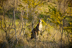 Kangaroo, an Animal Photo by THP Creative