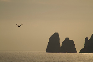 Sunset and flying bird