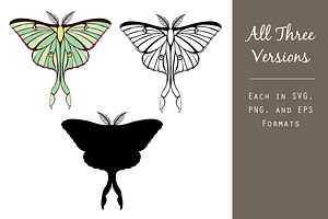 Luna Moth Vector Graphic Set