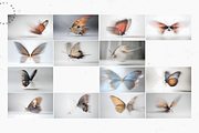 Jewelled Butterfly Collection, a Background Graphic by Lumeno (Thumbnail 5 of 7)