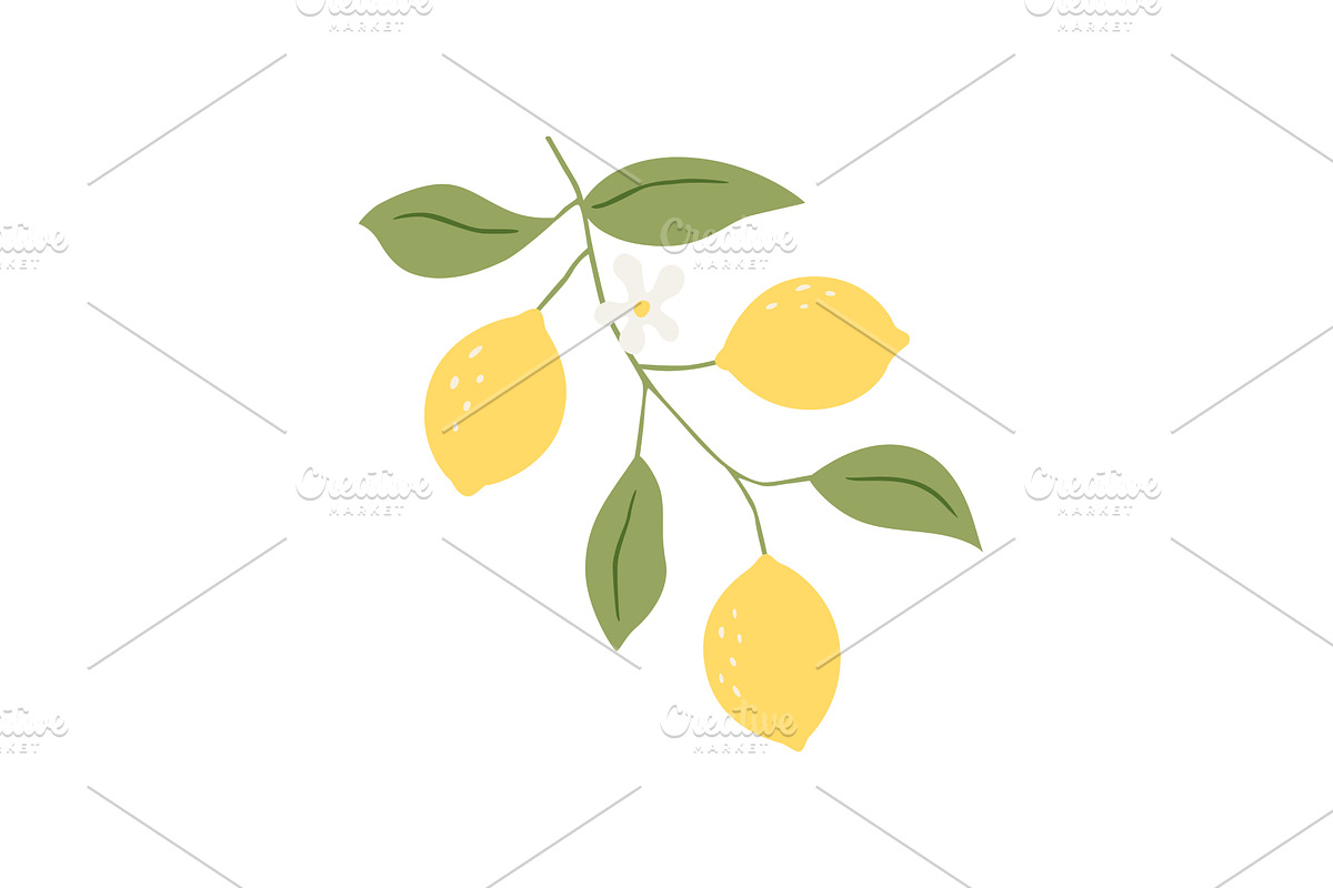 Vector drawing lemon tree branch, an Object Illustration by Nadzin
