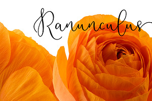 Ranunculus Floral ClipArt Realistic