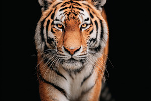 Majestic tiger walking in the wild, an Animal Photo by AlyaAnd