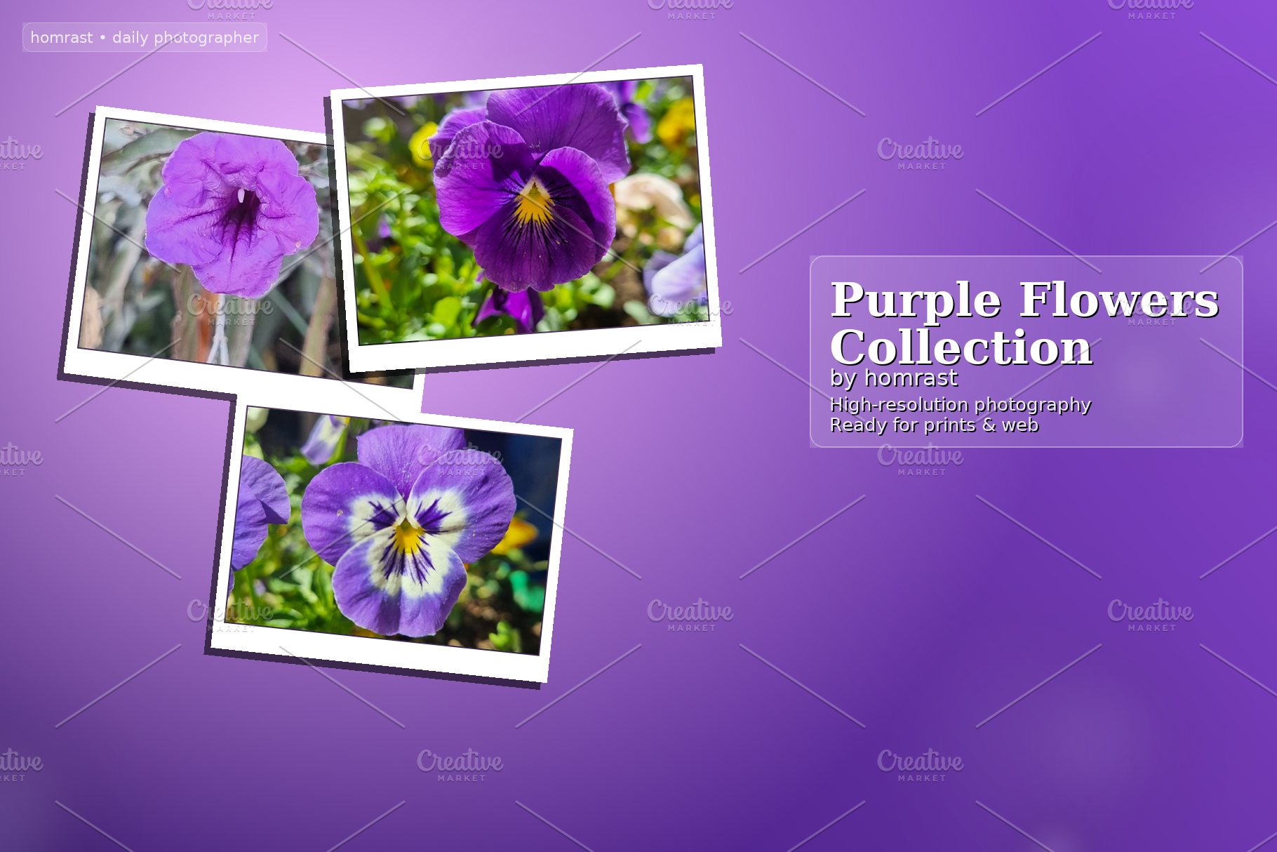 Purple Flowers Collection, a Photo by Lens of Hom