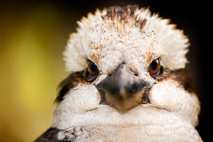 Kookaburra Close Up, an Animal Photo by THP Creative
