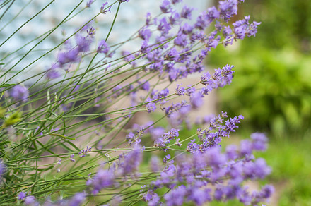 Bush with lavender flowers in blur in sunlight, a Nature Photo by TanaCh