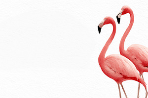 Two pink flamingos elegantly stand, an Animal Photo by MistyDay
