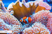 Underwater Photography Presets, a Plug-in Add-On by FixThePhoto (Thumbnail 5 of 32)
