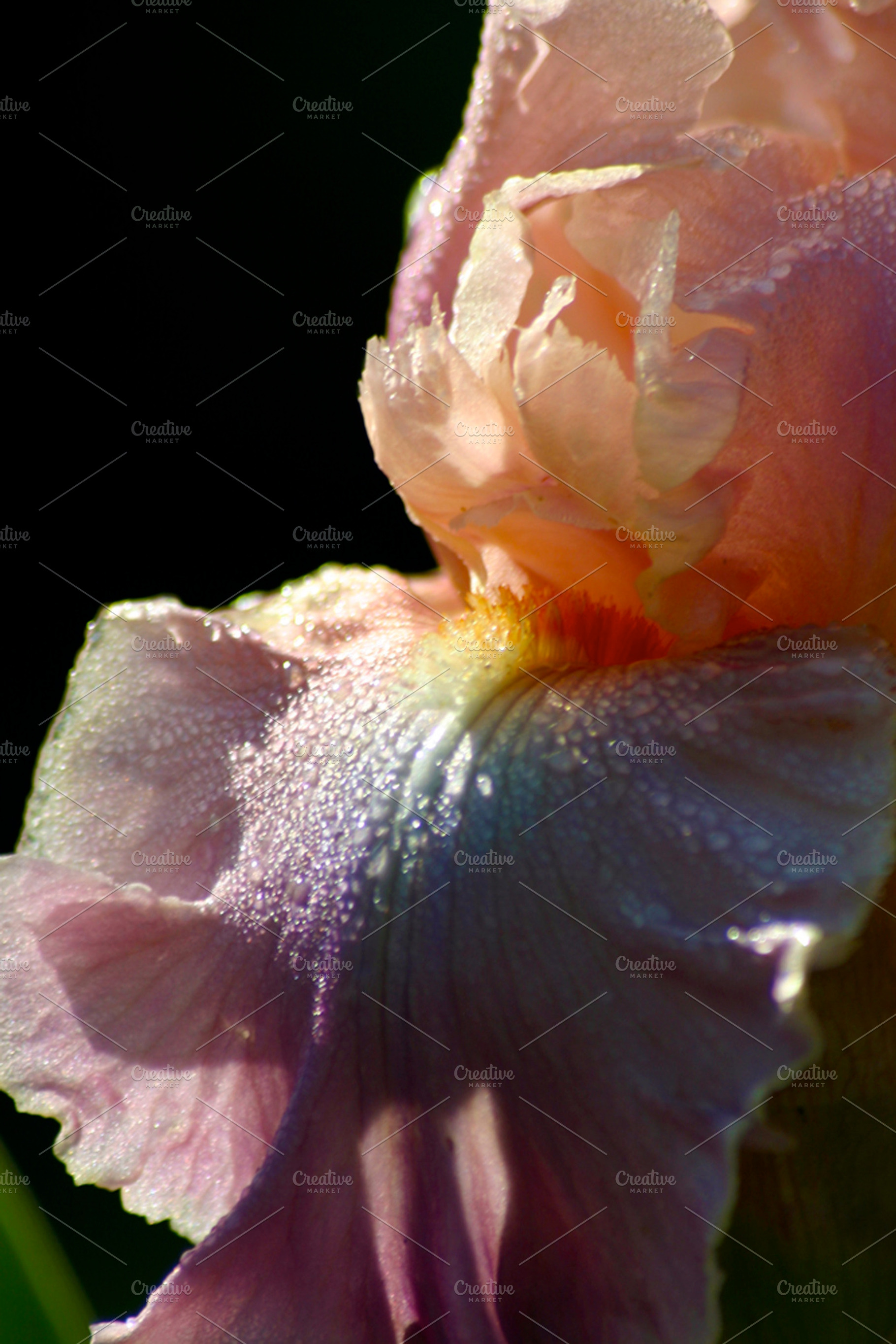 Iris with dewdrops, a Nature Photo by roann.mathias