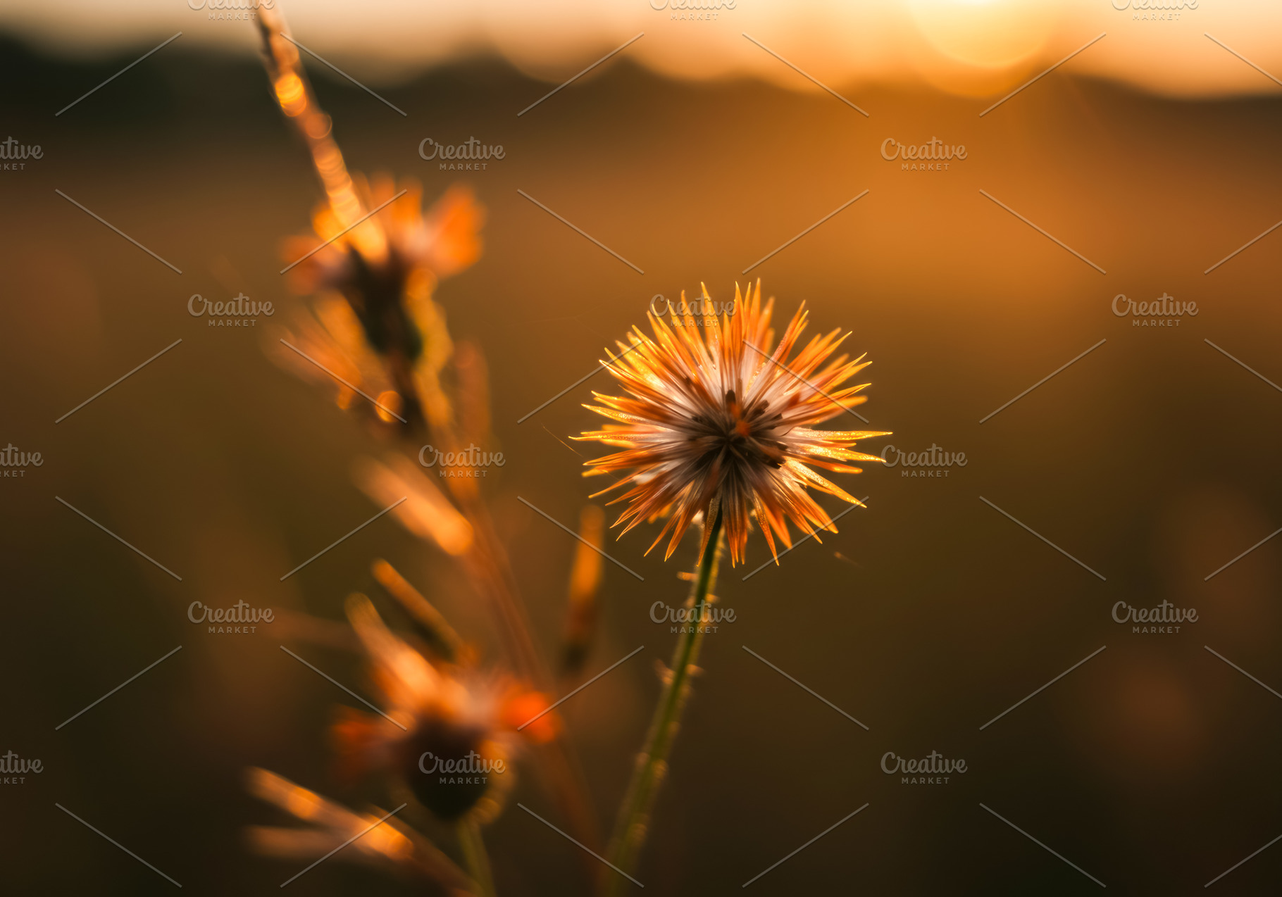 Close-up of a dried wildflower glowi, a Nature Photo by professorinc