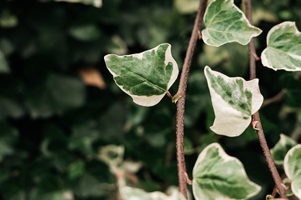 detail of wild climbing plants, a Nature Photo by rubenchase