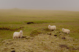 Sheep Photography