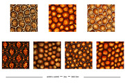 Tortoise Shell Animal Prints, a Pattern Graphic by karenfoleyphoto (Thumbnail 7 of 8)