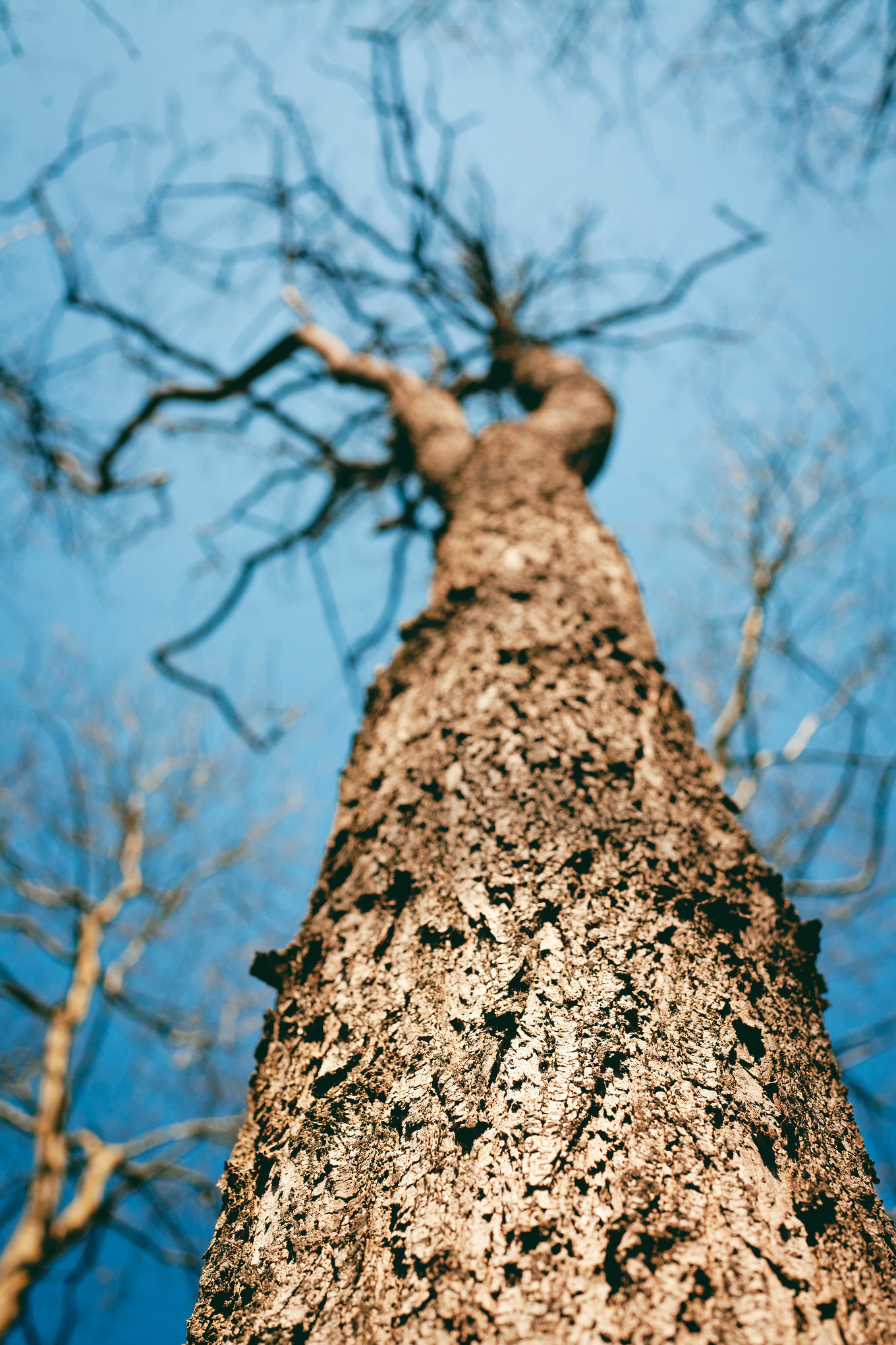 Texture of tree featuring back, lit, and forest, a Nature Photo by alfernec