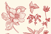 Engraved Botanicals, a Decorative Illustration by dariikos (Thumbnail 3 of 5)