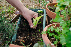 a man guiding a lettuce transplant into soil, a Photo by Nito