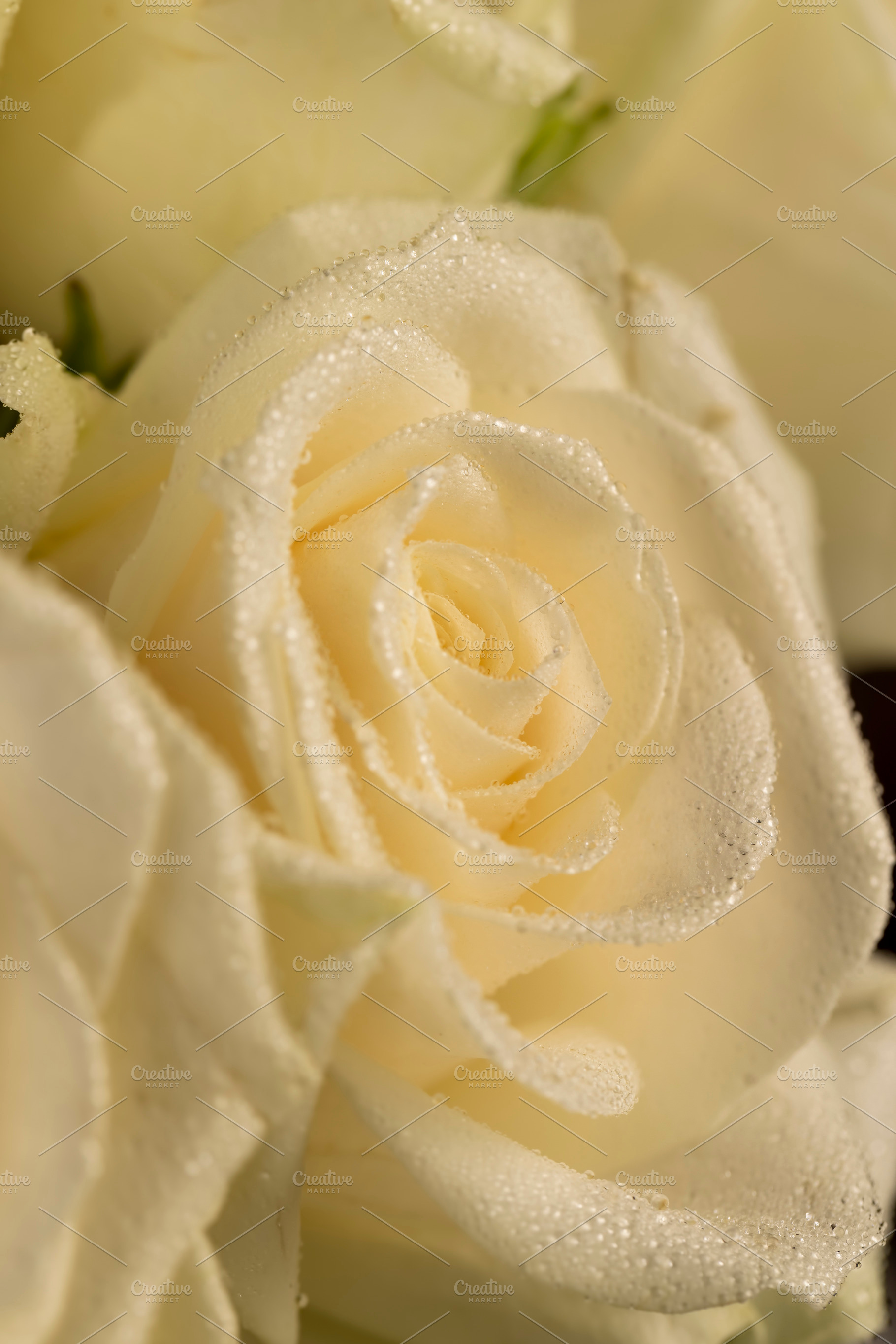 a group of small roses for gifts and other festive events, a Photo by MyPhotos