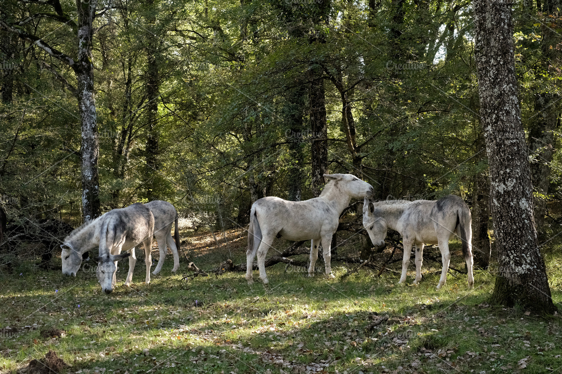 Four white donkeys peacefully grazin, an Animal Photo by alfernec