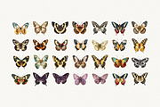 80 Vintage Butterflies Clipart, an Object Graphic by Nova Studio (Thumbnail 2 of 7)