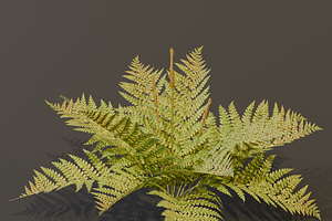 The Cinnamon Fern Bush, a Plants & Tree 3D Model by FuturePastCreatives