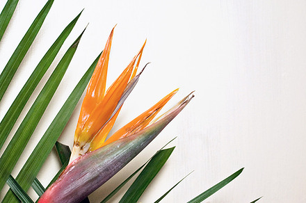 Bird of paradise stock photo containing flowers and floral