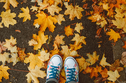 Sneakers on autumn leaves featuring autumn, sneakers, and leaves