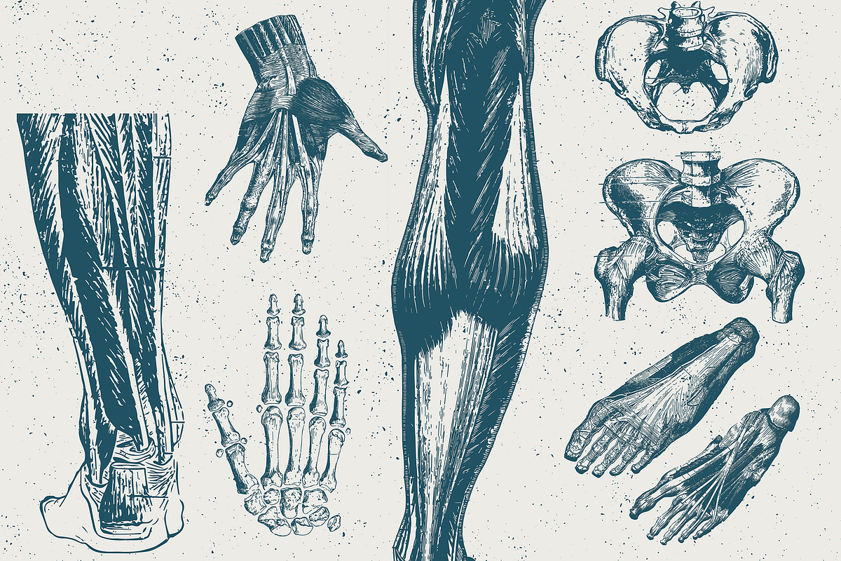 96 Anatomy Vector Illustrations, an Illustration by TheBlackPixelCo (Photo 4 of 5)