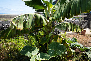 Banana Tree and Squash Plant Growing in Rural Garden, an Industrial Photo by etorres69