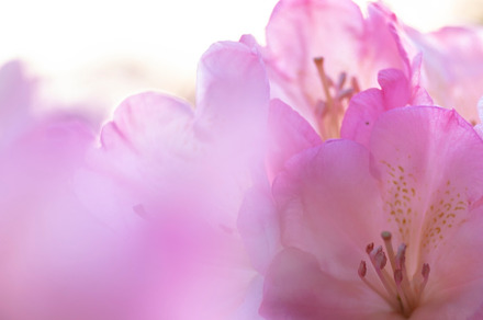 Organic Flower preview 5