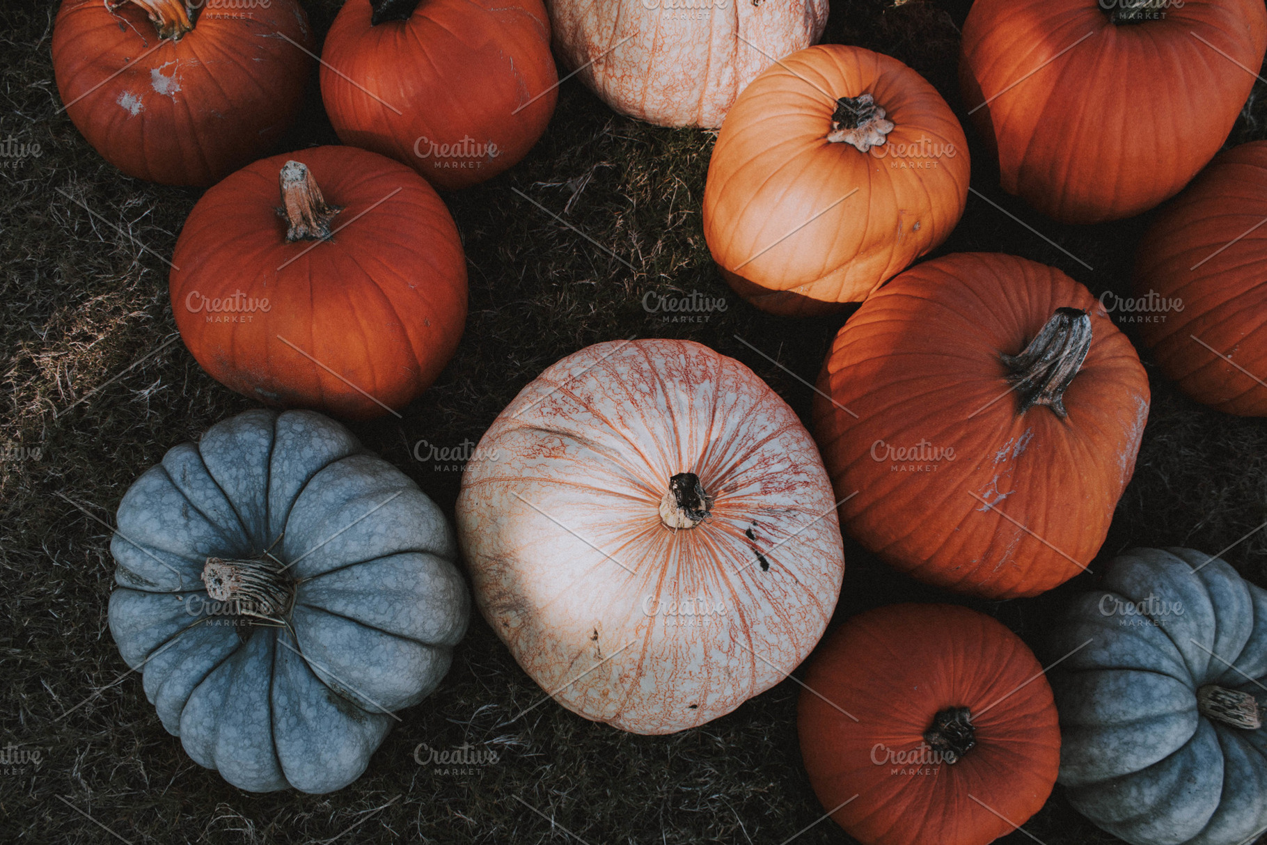 Various Pumpkins, a Nature Photo by Sydney Faith Photography