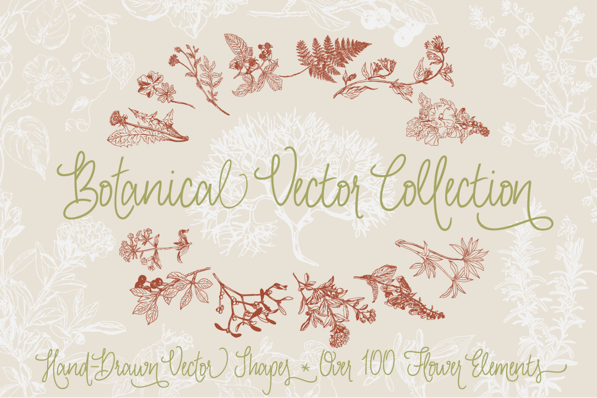 Botanical Vector Collection, an Illustration by Julia Bausenhardt (Photo 1 of 5)