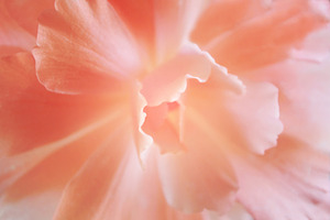 Soft Salmon Begonia