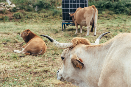 Heard of cows grazing on the meadow in Asturias, an Animal Photo by Architect´s eye