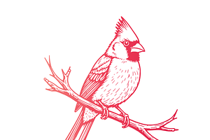 Elegant Cardinal Illustration, a Food Illustration by CarWrap design
