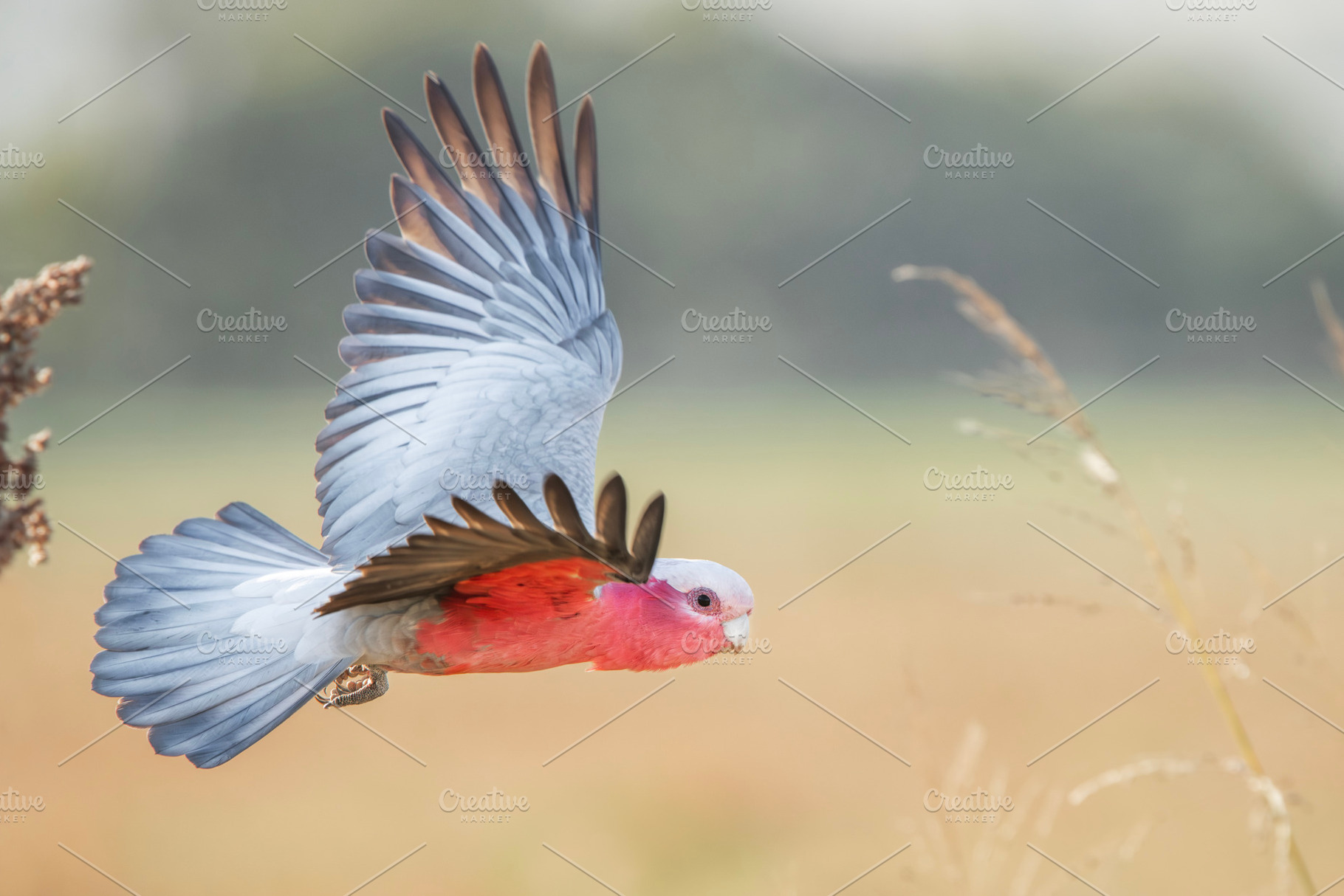 Galah, an Animal Photo by Rob D Animal Photography