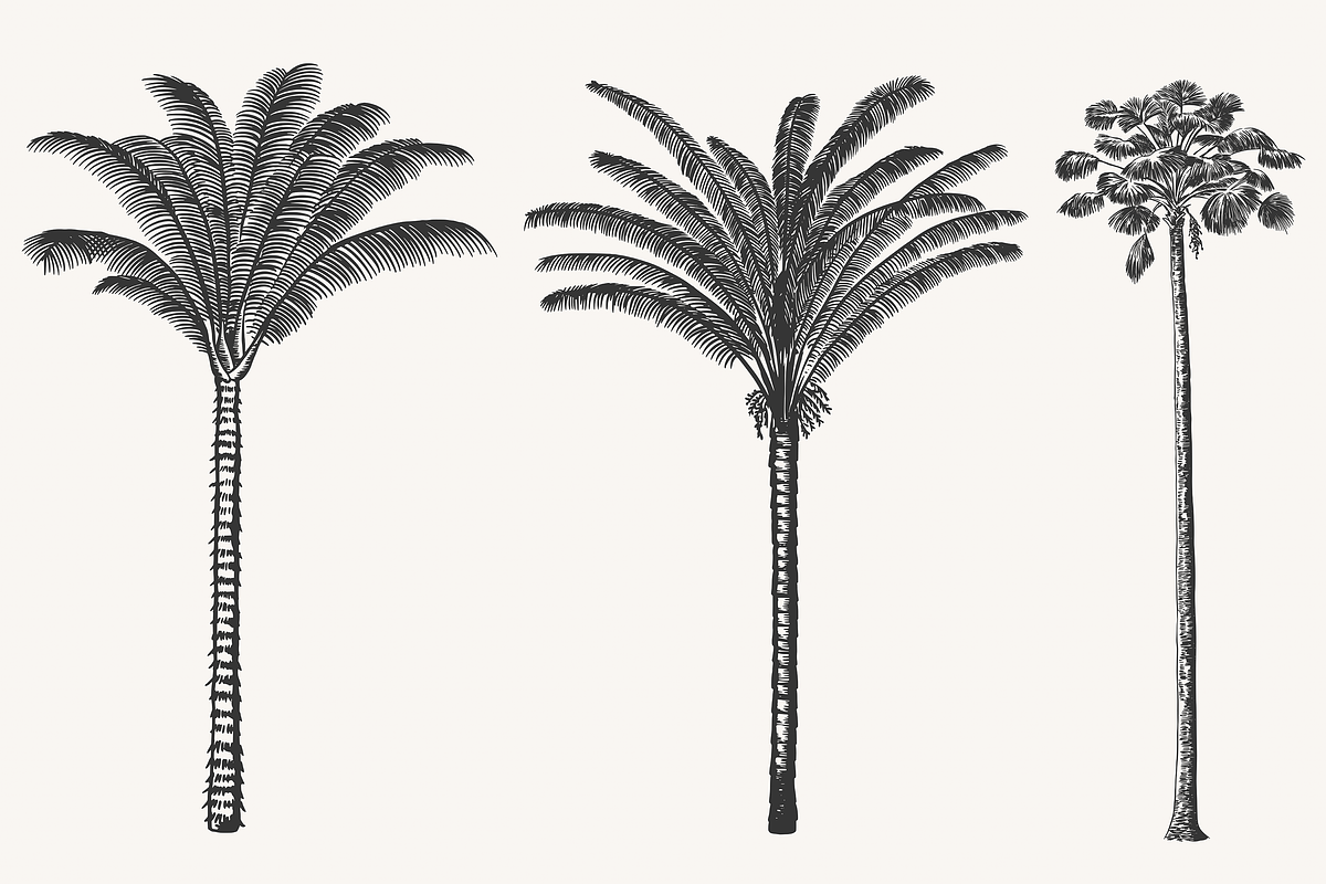 Palm Tree Vector Illustration Bundle, an Illustration by Kusumaillustration (Photo 6 of 15)