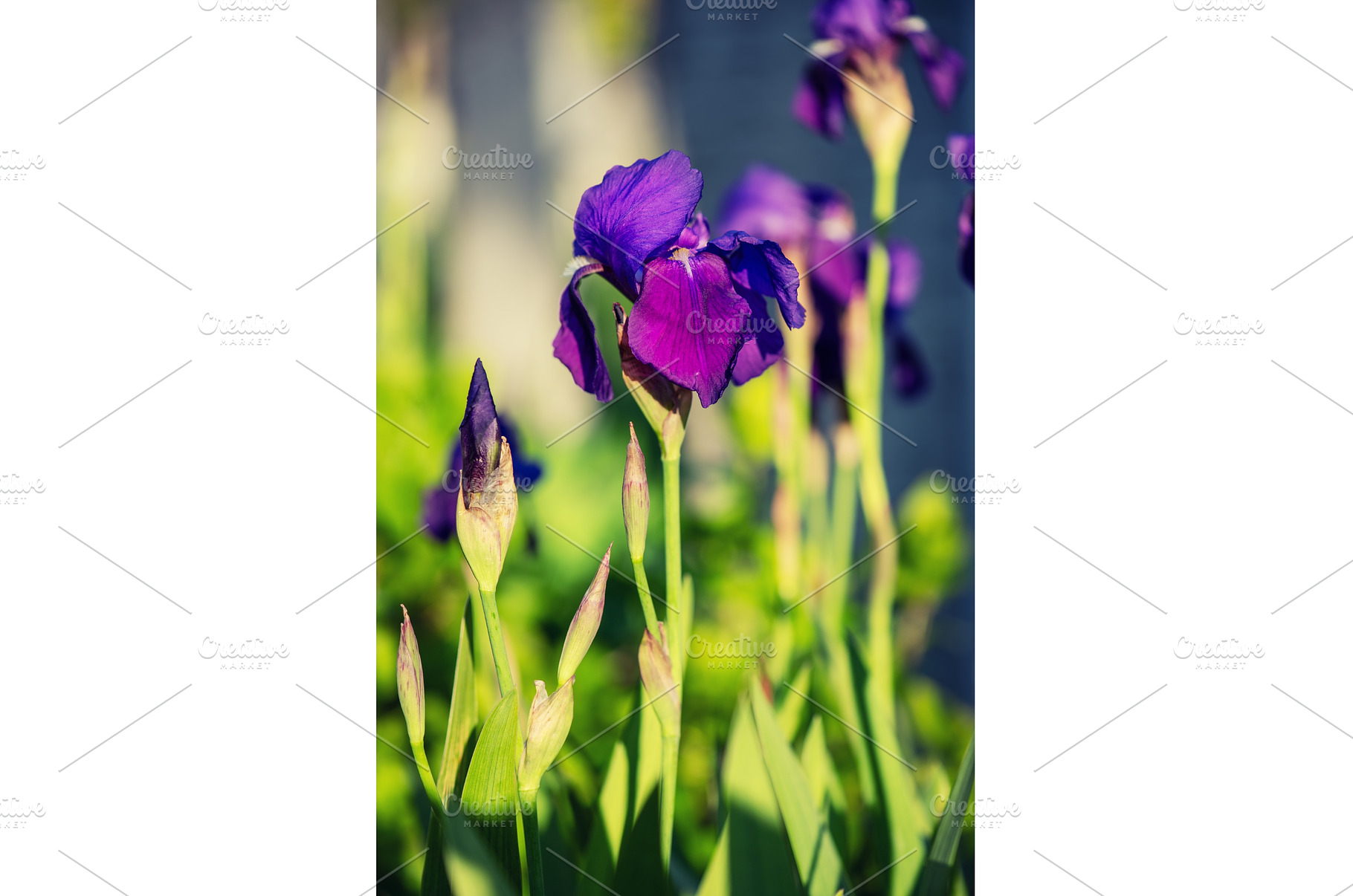 Iris flower in the garden, spring, a Nature Photo by Nature and travel
