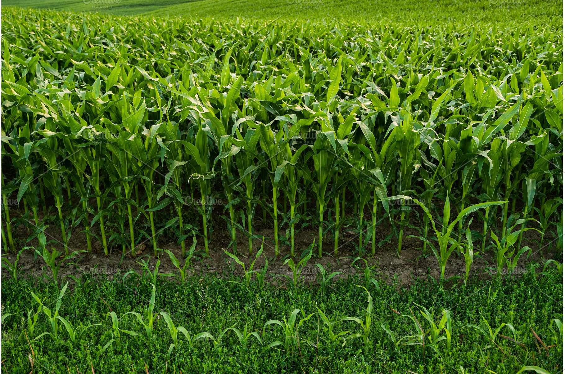 Rows of young corn plants growing on, a Nature Photo by volodymyrshtun13795