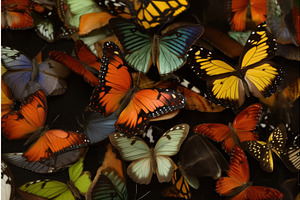 Colorful Butterflies Insects