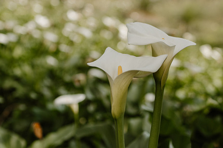 Wild Lillies