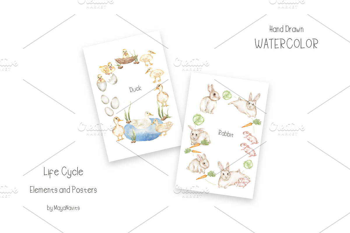 Watercolor Life Cycle Collection, an Education Illustration by MayaNavits (Photo 15 of 15)