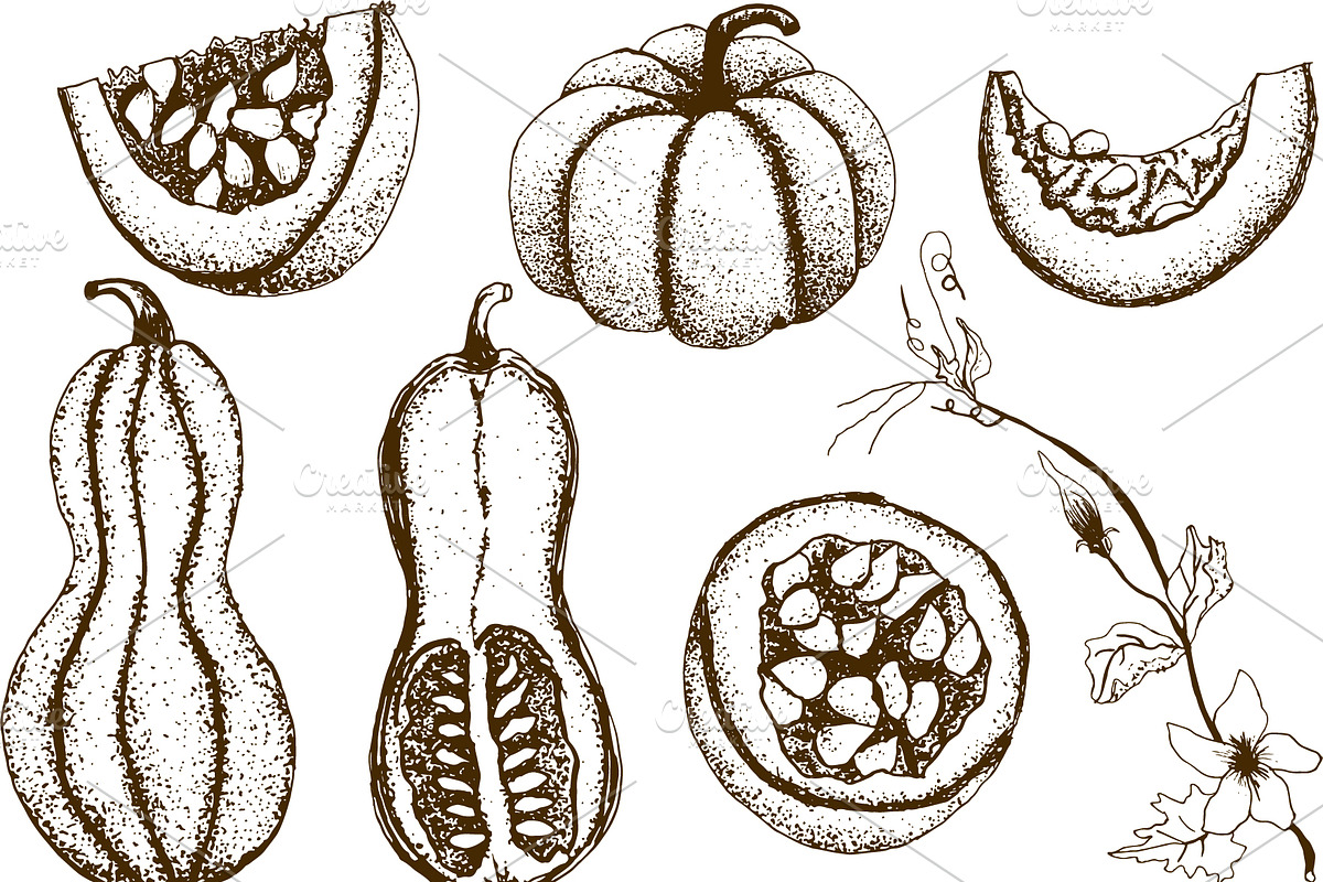 Hand drawn vintage pumpkins, a Decorative Illustration by Elena Mykhailenko (Photo 2 of 5)