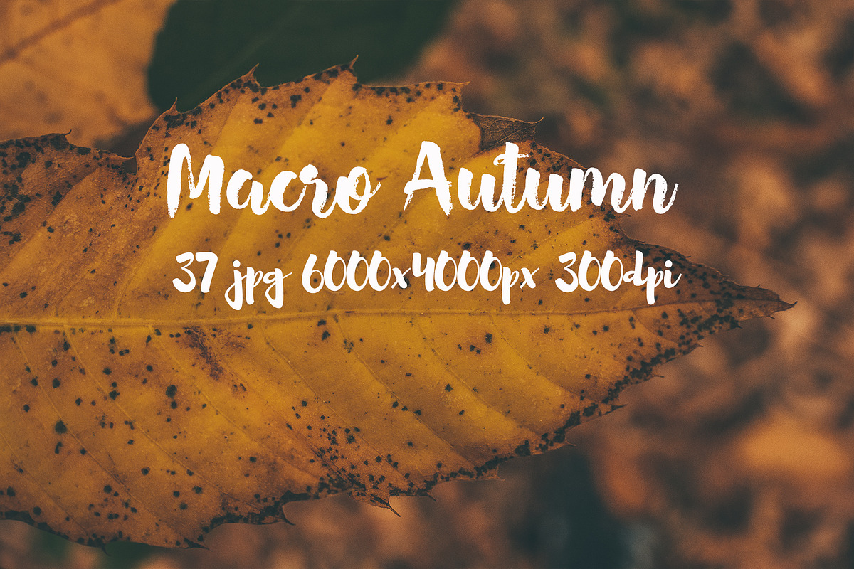 Macro Autumn photo bundle, a Templates & Theme by ApertureVintage (Photo 19 of 21)