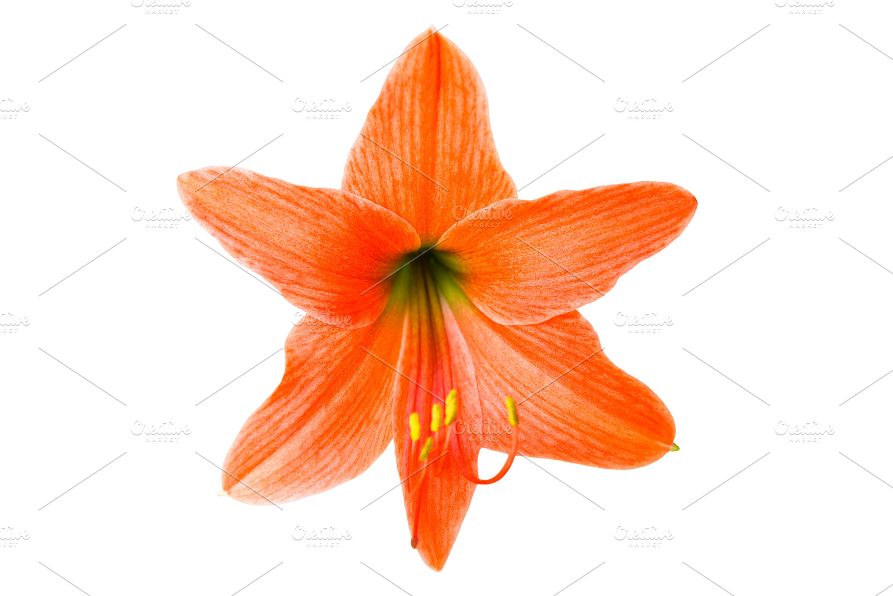 Orange lilly flower, a Nature Photo by Vapi