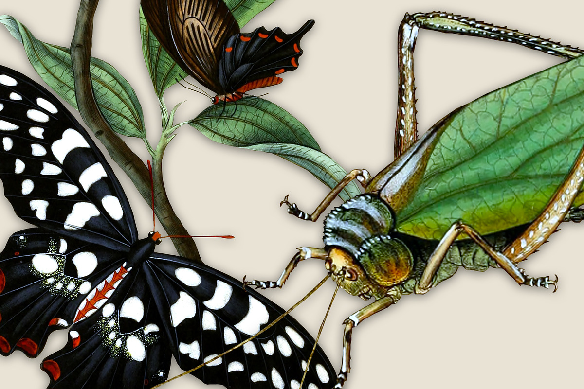 Vintage Entomology Clipart Sampler 1, an Illustration by ephemoire (Photo 2 of 3)