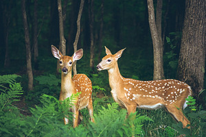 Twin Fawns in the Forest