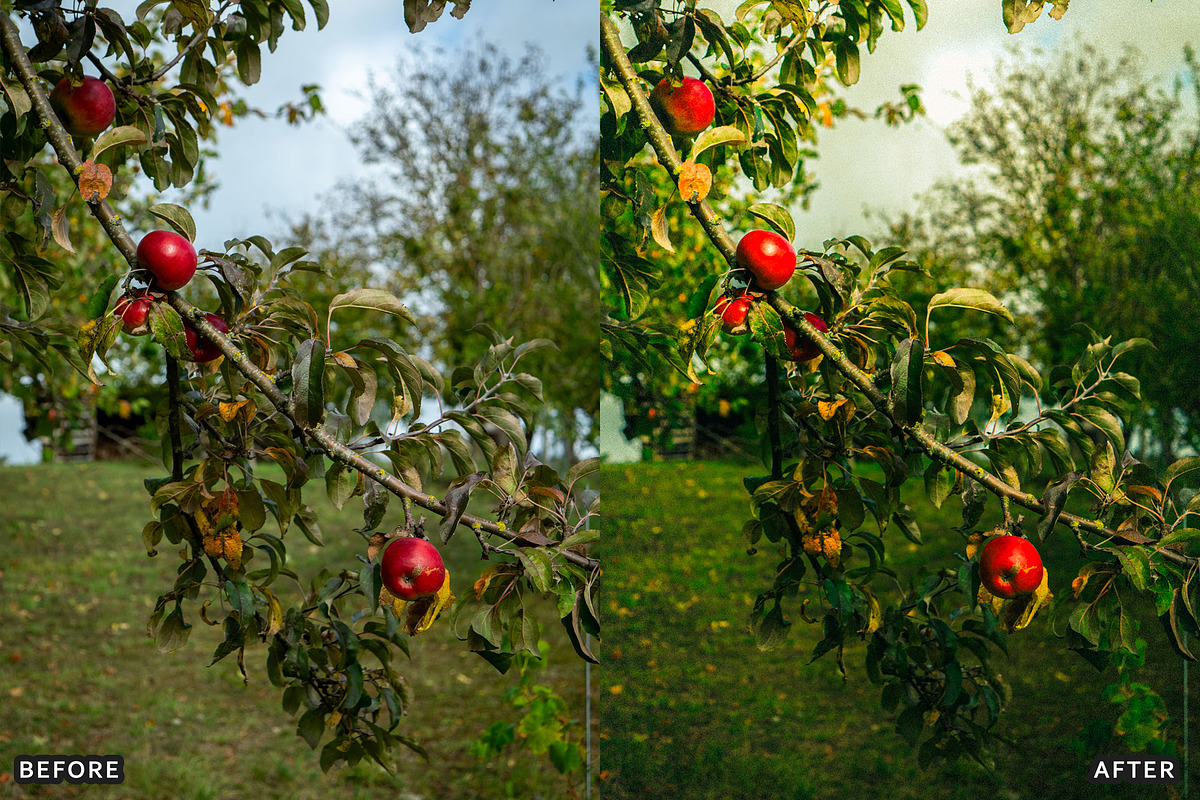 Golden Apple Orchard Presets, a Preset Add-On by AAA Presets (Photo 6 of 14)