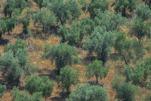 Oak trees on dry countryside field, portugal, a Nature Photo by DanFLCreativo