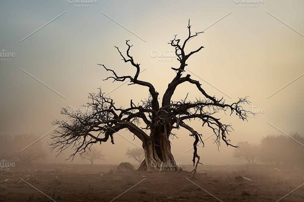48 Dying Tree Images, a Nature Photo by h.utomo (Photo 10 of 48)